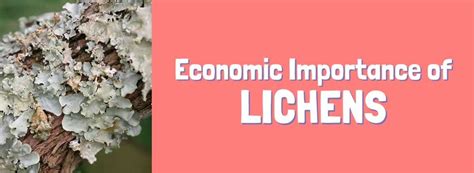 uafdc|(PDF) MARKET STATUS AND ECONOMICS OF LICHEN .